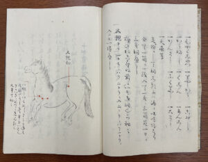 A book shows a black and white drawing of a horse with different parts of the body labeled in Japanese. The right side of the book contains text in Japanese.